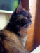 Tortoiseshell Adult Female